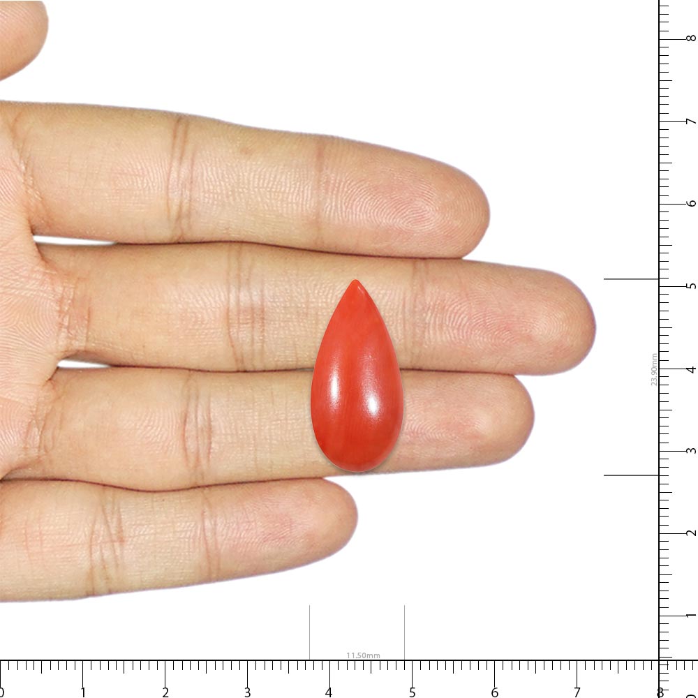 Red Coral - 12.50 Carat