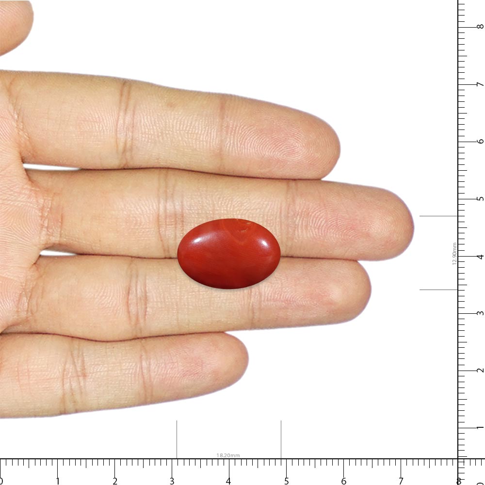 Red Coral - 8.03 Carat