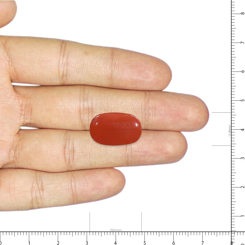 Red Coral - 15.9 Carat
