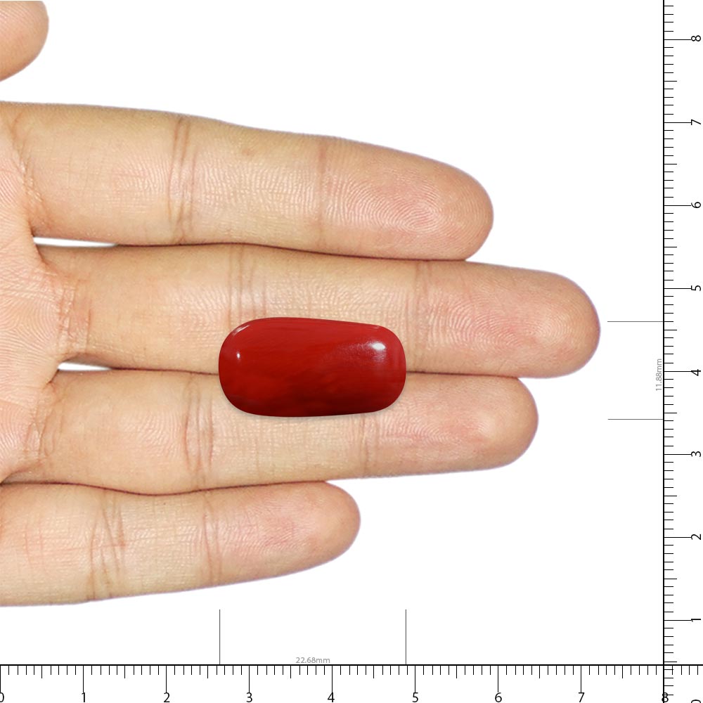 Red Coral - 15.97 Carat