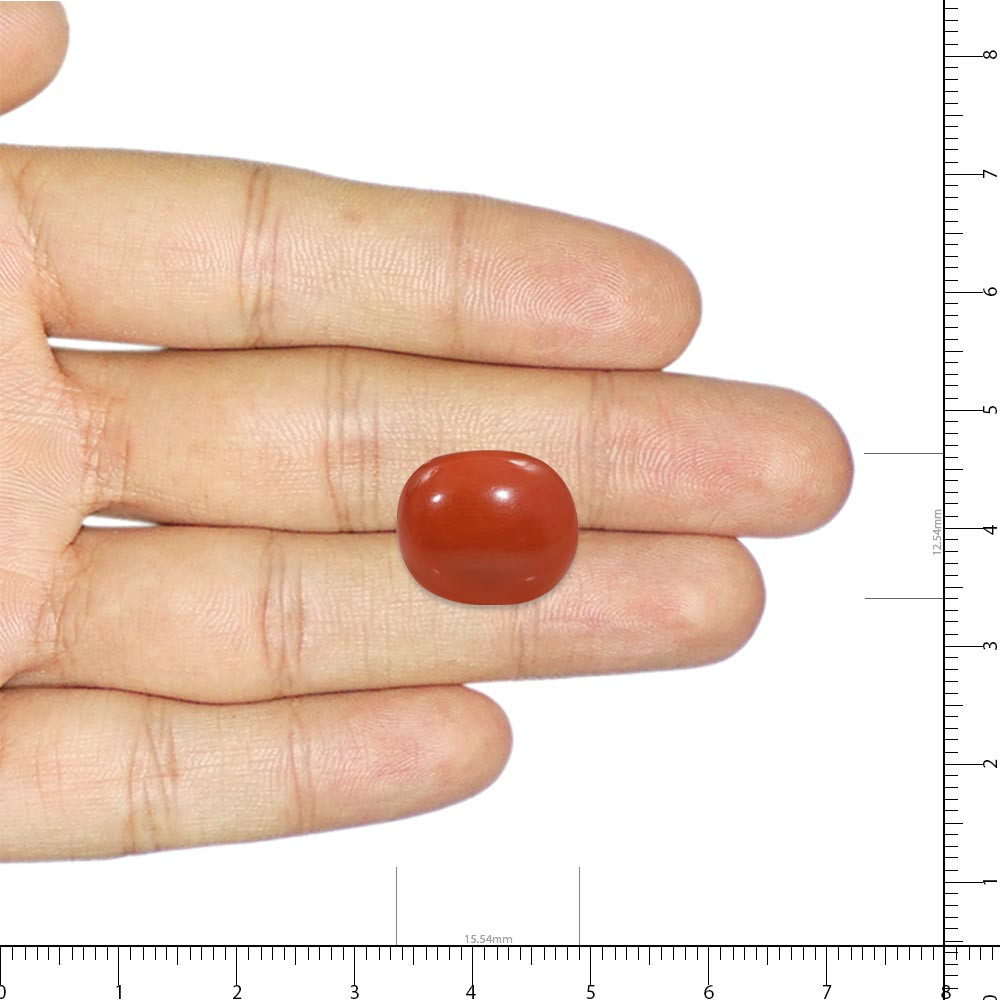 Red Coral - 17.18 Carat
