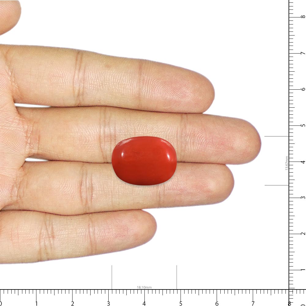 Red Coral - 19.22 Carat