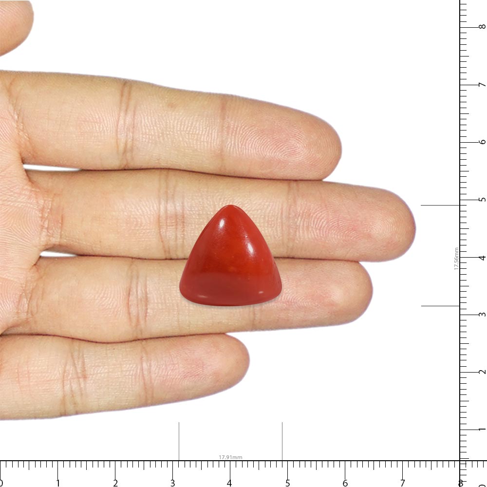 Red Coral - 22.38 Carat