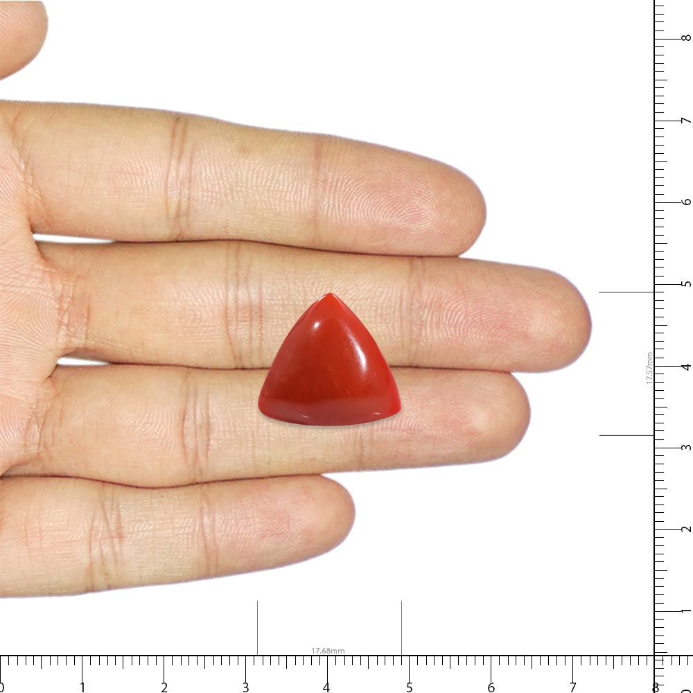 Red Coral - 22.53 Carat