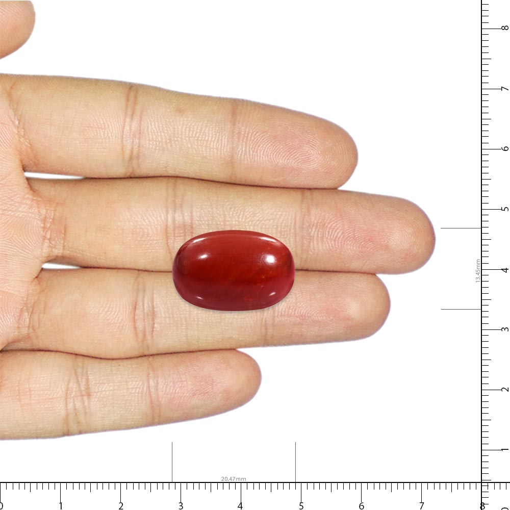 Red Coral - 22.63 Carat