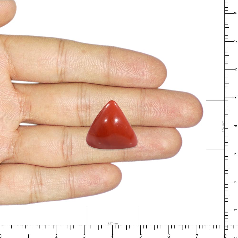 Red Coral - 23.95 Carat