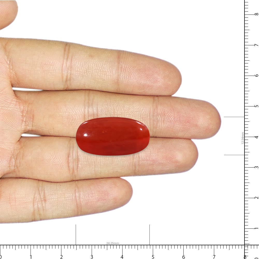 Red Coral - 24.11 Carat