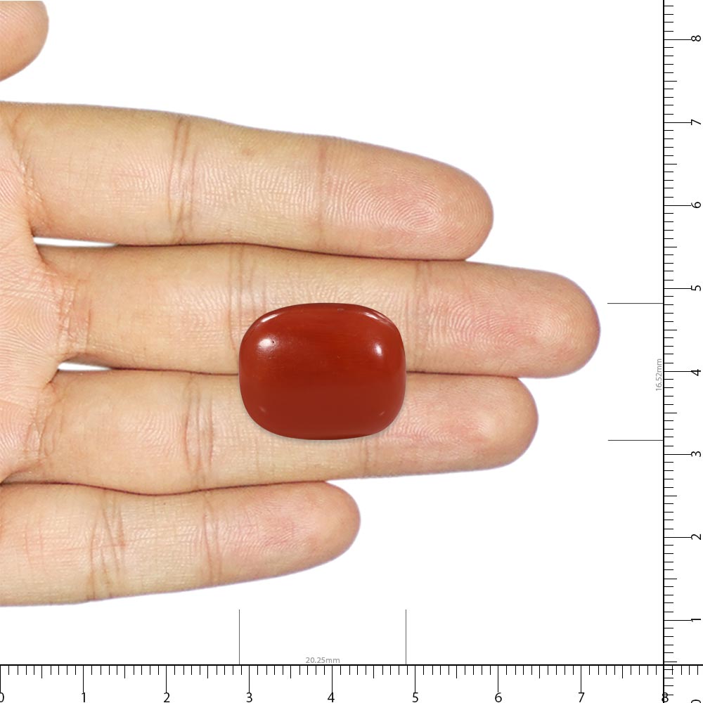 Red Coral - 33.2 Carat