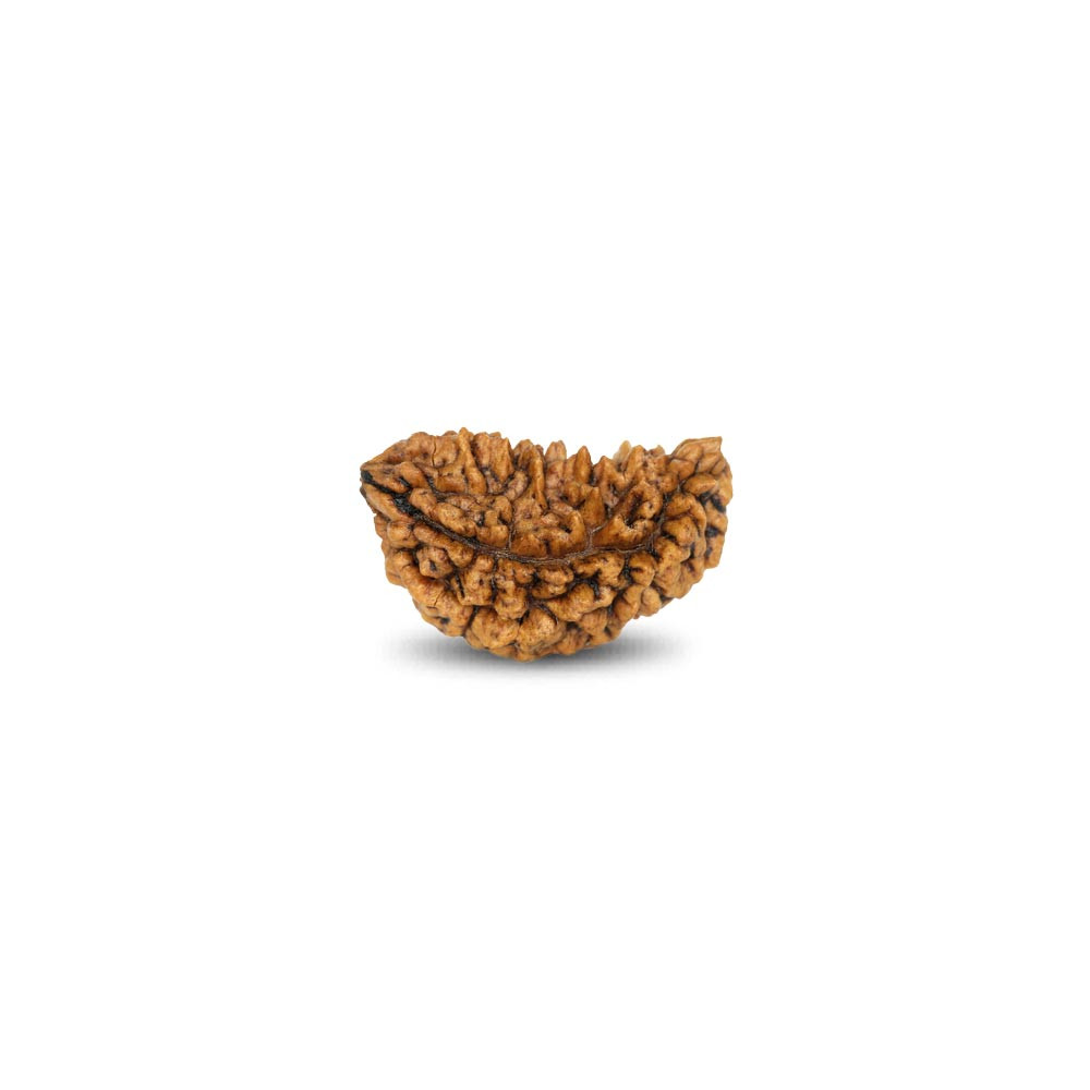 Rudraksha - 17.7 Carat