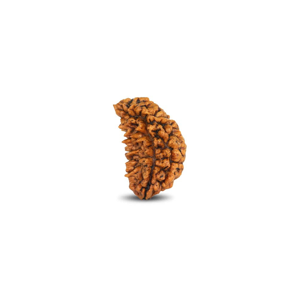 Rudraksha - 17.7 Carat