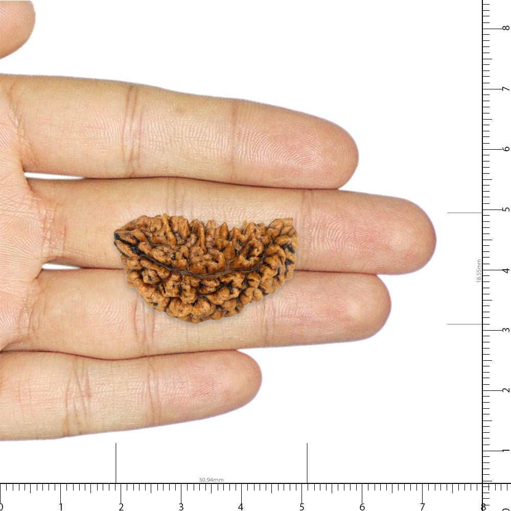 Rudraksha - 17.7 Carat