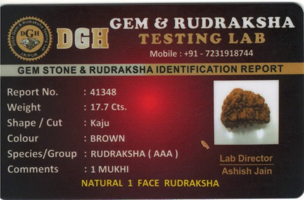 Rudraksha - 17.7 Carat