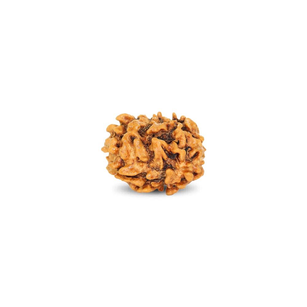 Rudraksha - 1.82 Carat