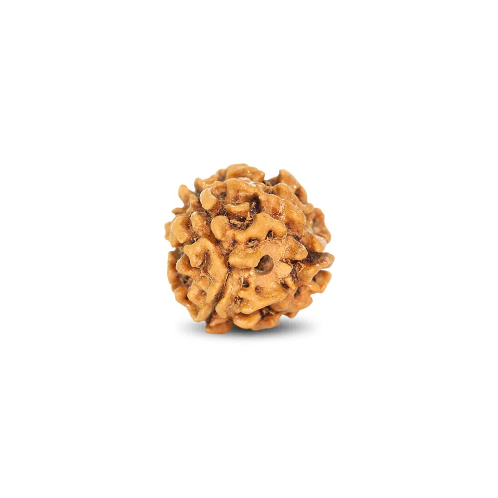 Rudraksha - 1.82 Carat