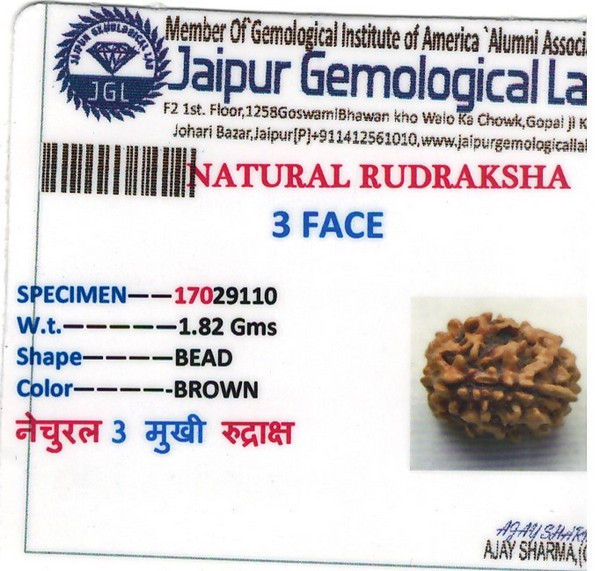 Rudraksha - 1.82 Carat