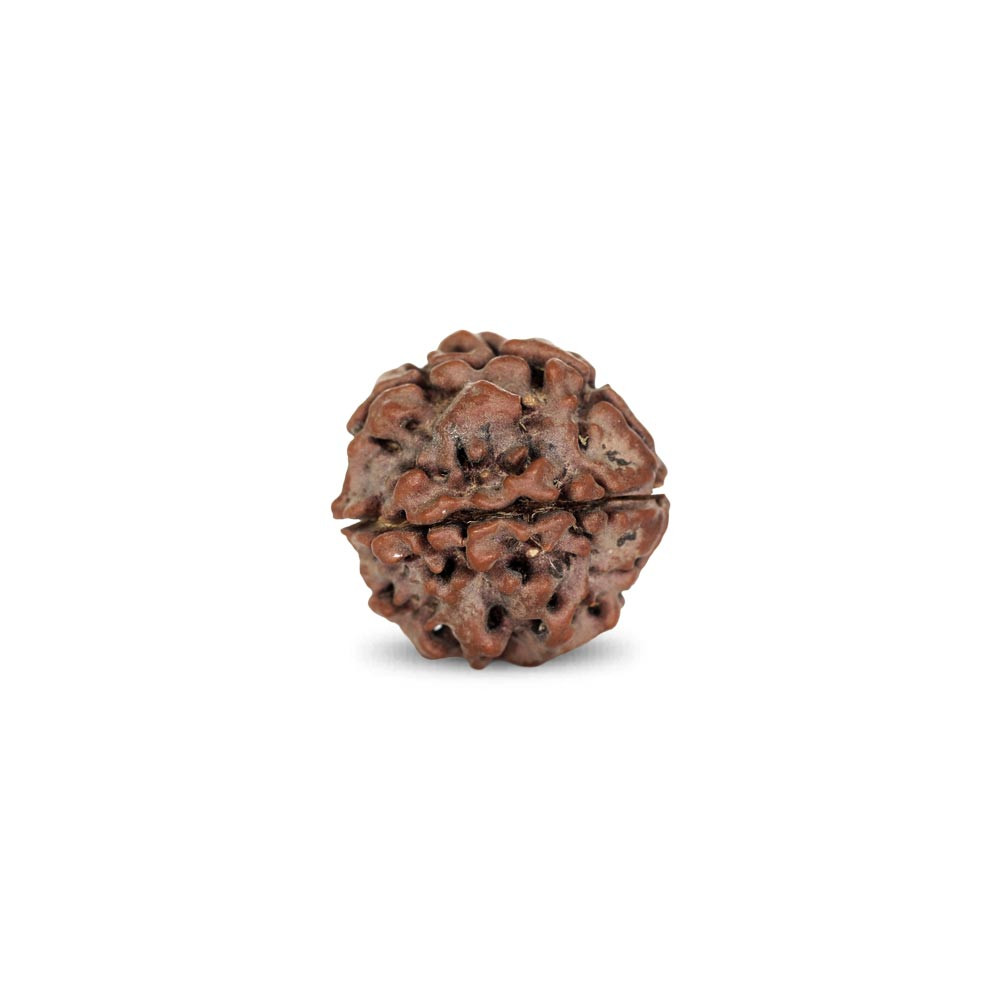Rudraksha - 2.03 Carat