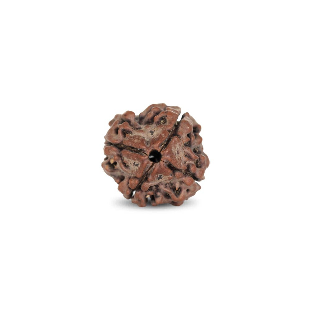 Rudraksha - 2.03 Carat