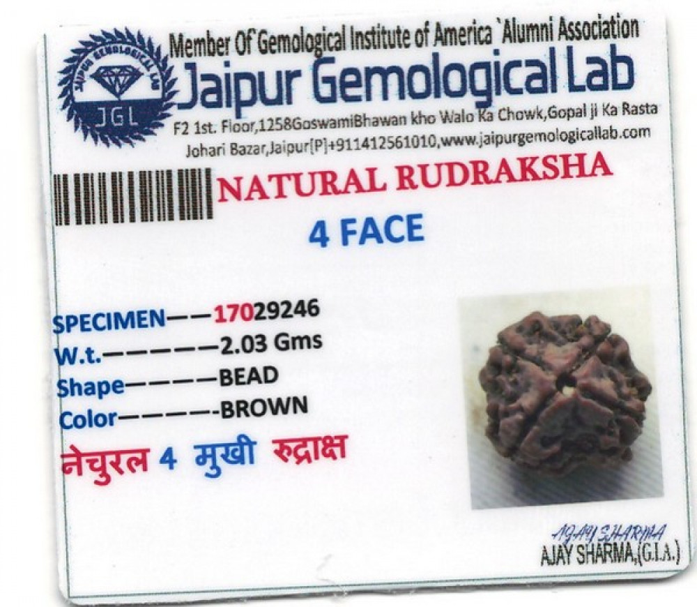 Rudraksha - 2.03 Carat