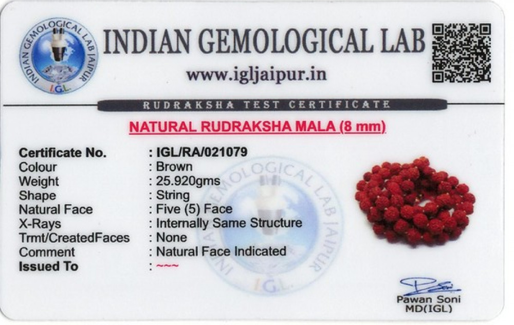 Rudraksha - 25.29 Carat