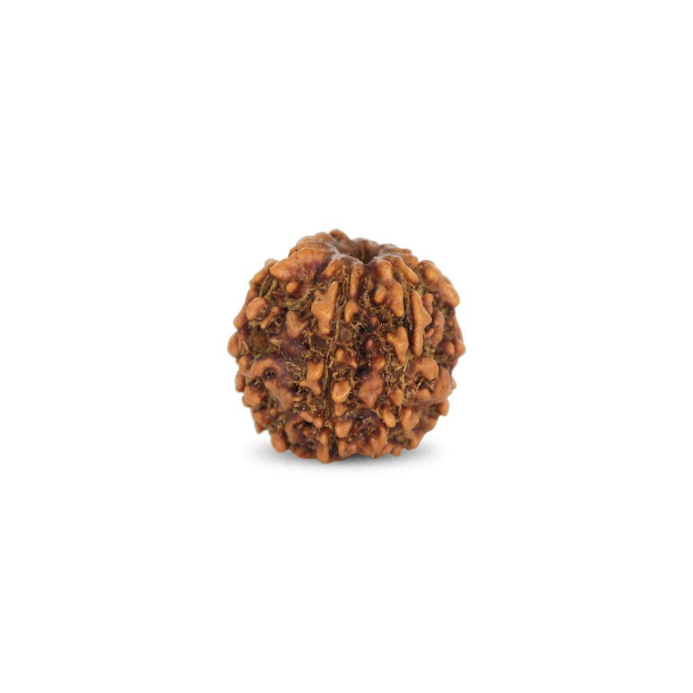 Rudraksha - 2.66 Carat