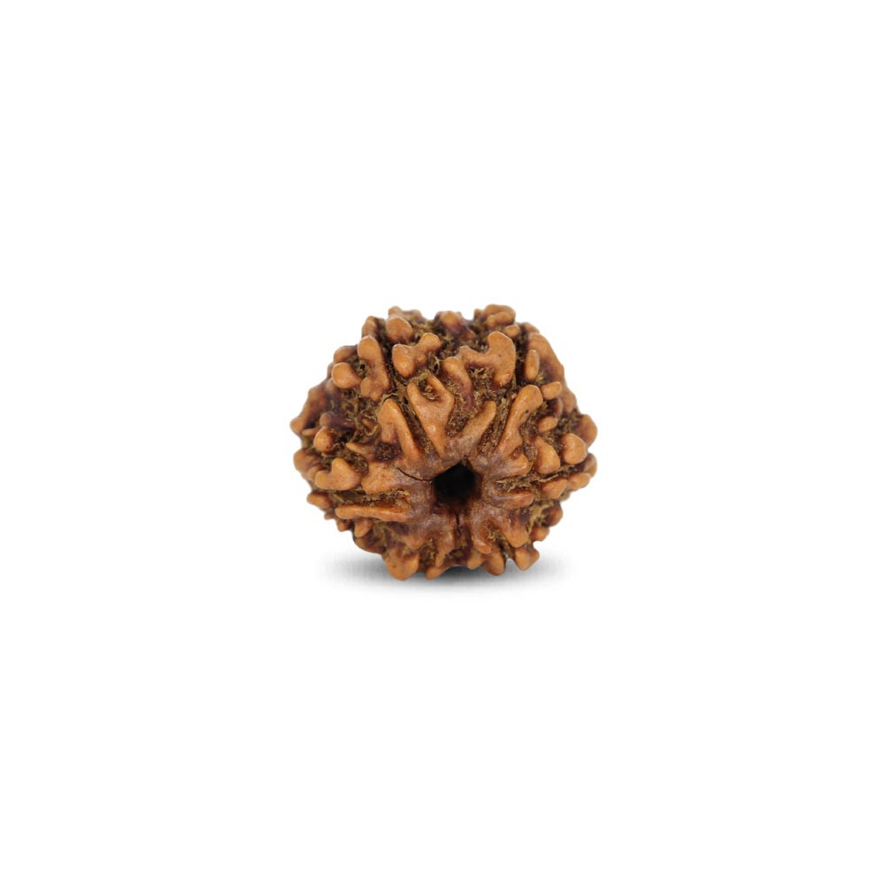 Rudraksha - 2.66 Carat