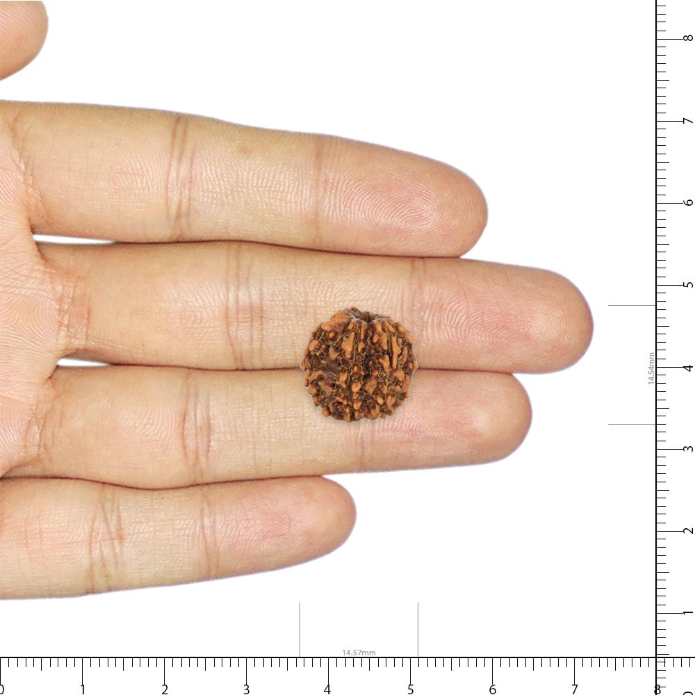 Rudraksha - 2.66 Carat