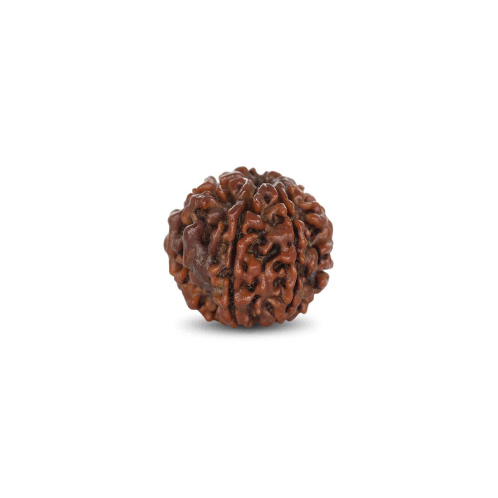 Rudraksha - 2.72 Carat