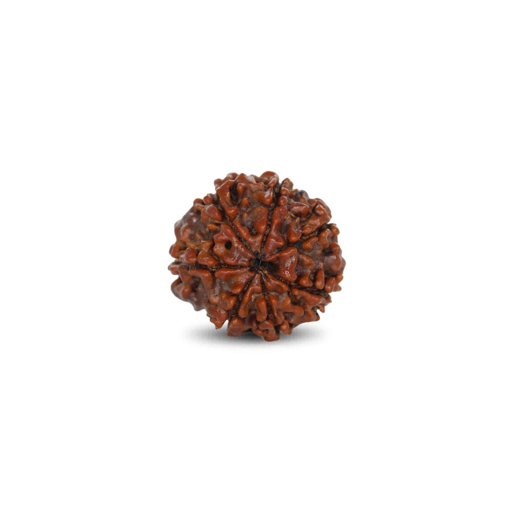 Rudraksha - 2.72 Carat