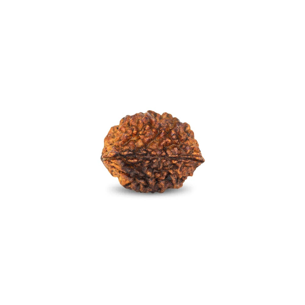 Rudraksha - 3.08 Carat