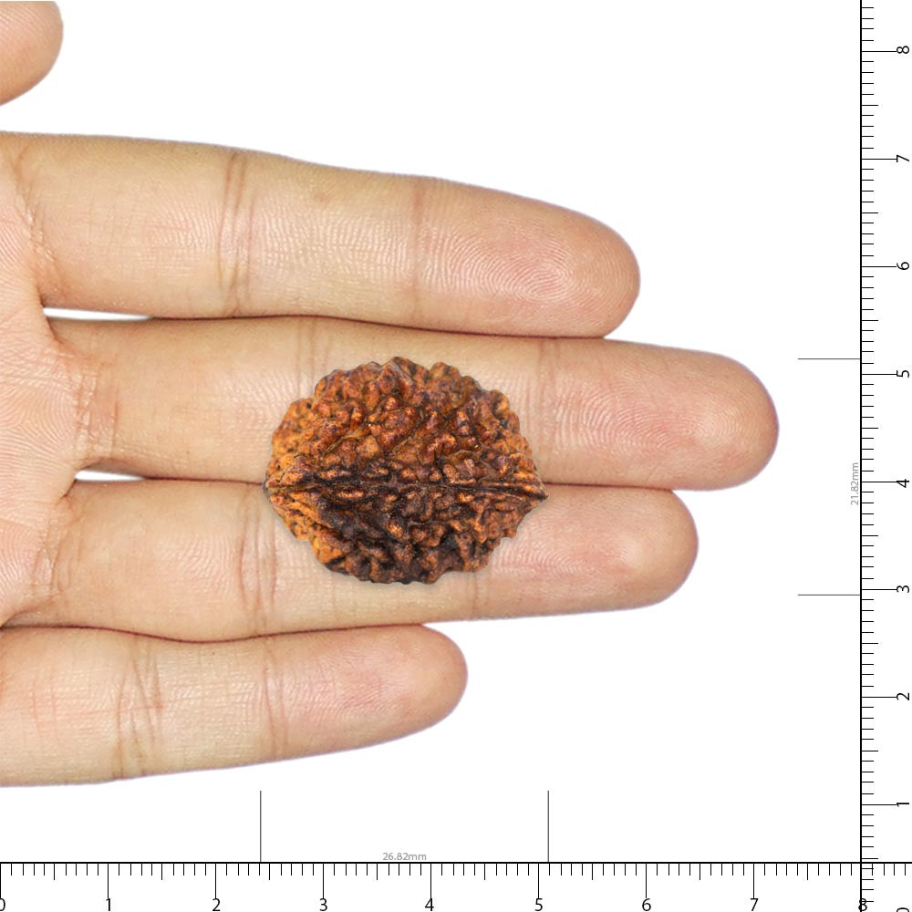 Rudraksha - 3.08 Carat