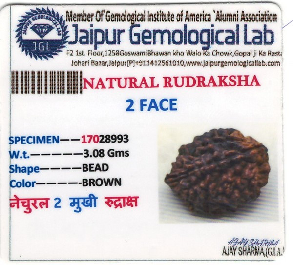 Rudraksha - 3.08 Carat