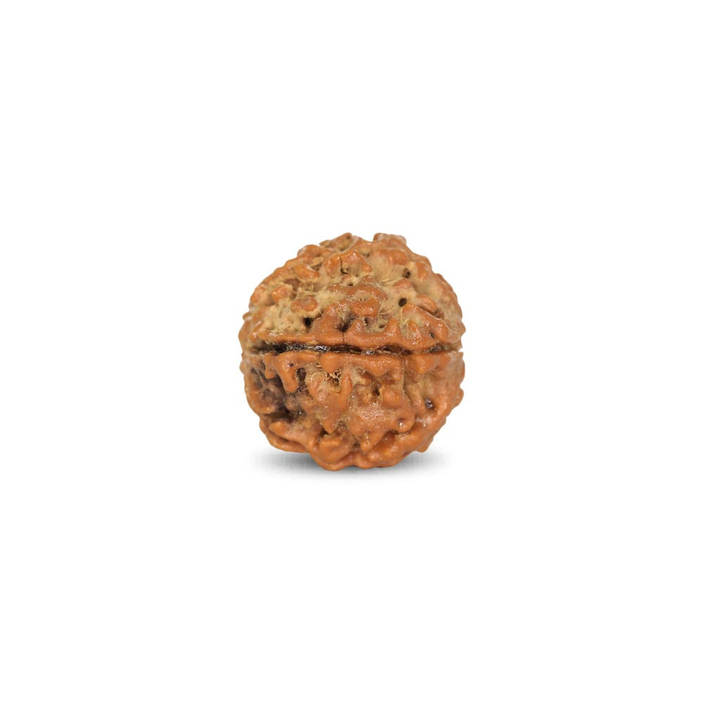 Rudraksha - 3.16 Carat