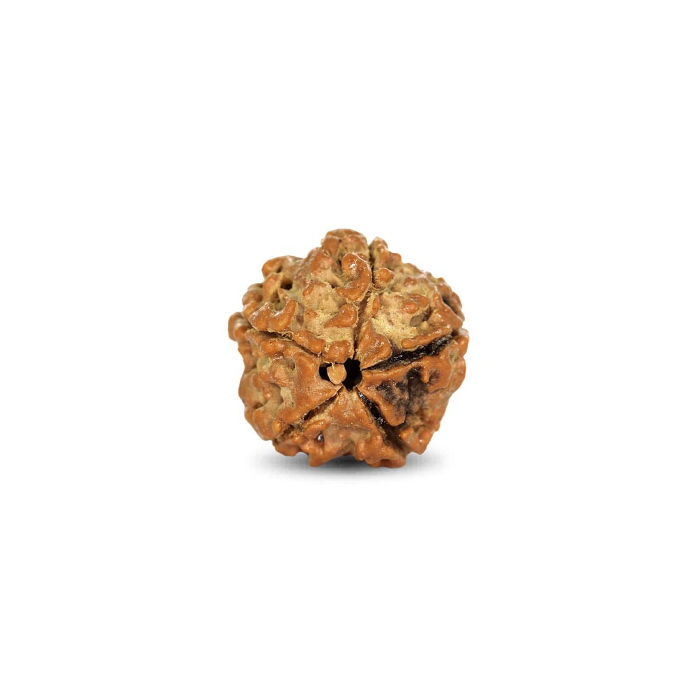 Rudraksha - 3.16 Carat