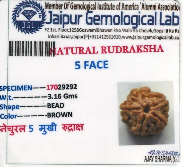 Rudraksha - 3.16 Carat