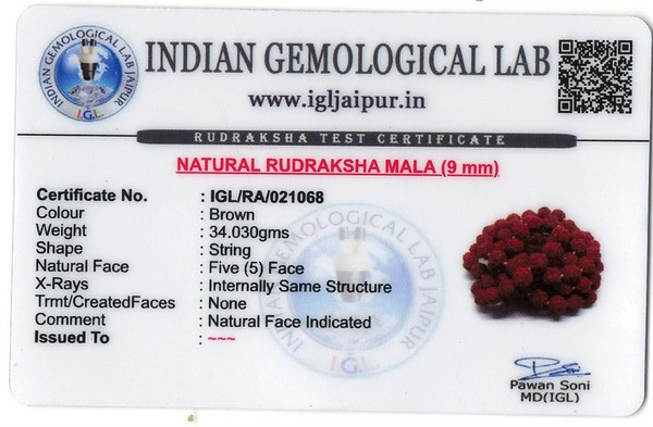 Rudraksha - 34.03 Carat