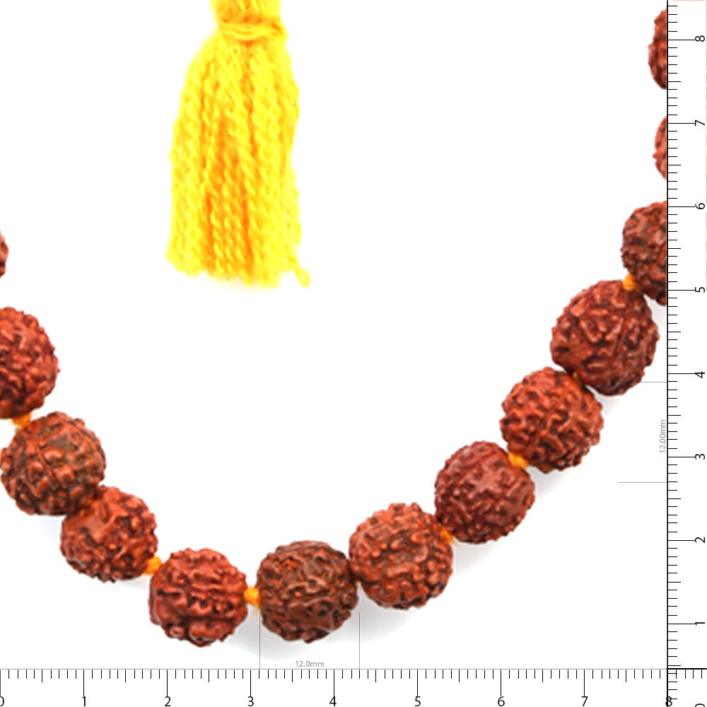 Rudraksha - 70.23 Carat