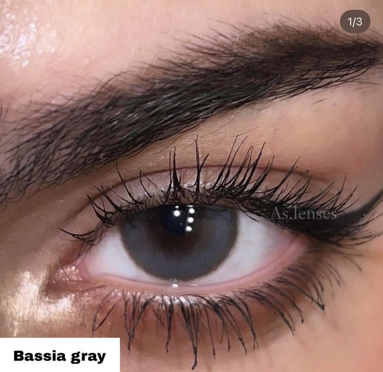 Bassia gray
