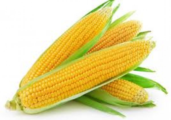 Image of Corn (भुट्टा)