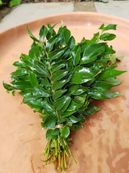Image of CURRY LEAVES (कढ़ी पत्ता)