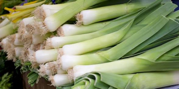 Image of LEEK