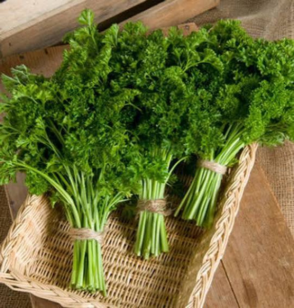 Image of PARSLEY