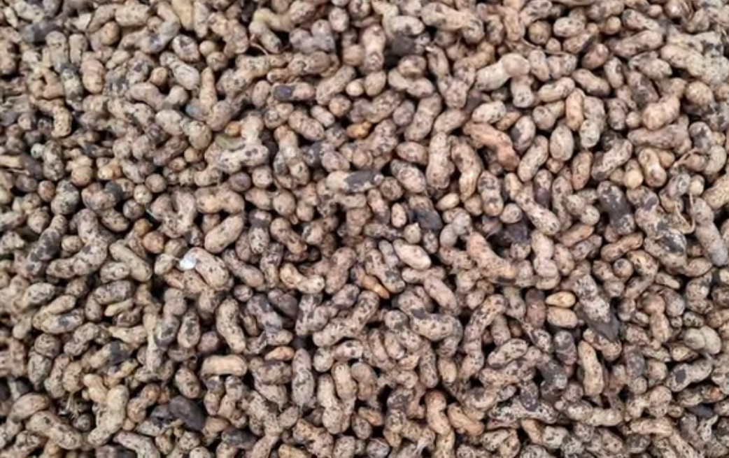 Ground Nut RAW (मूंगफली कच्ची गीली)