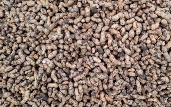 Image of Ground Nut RAW (मूंगफली कच्ची गीली)