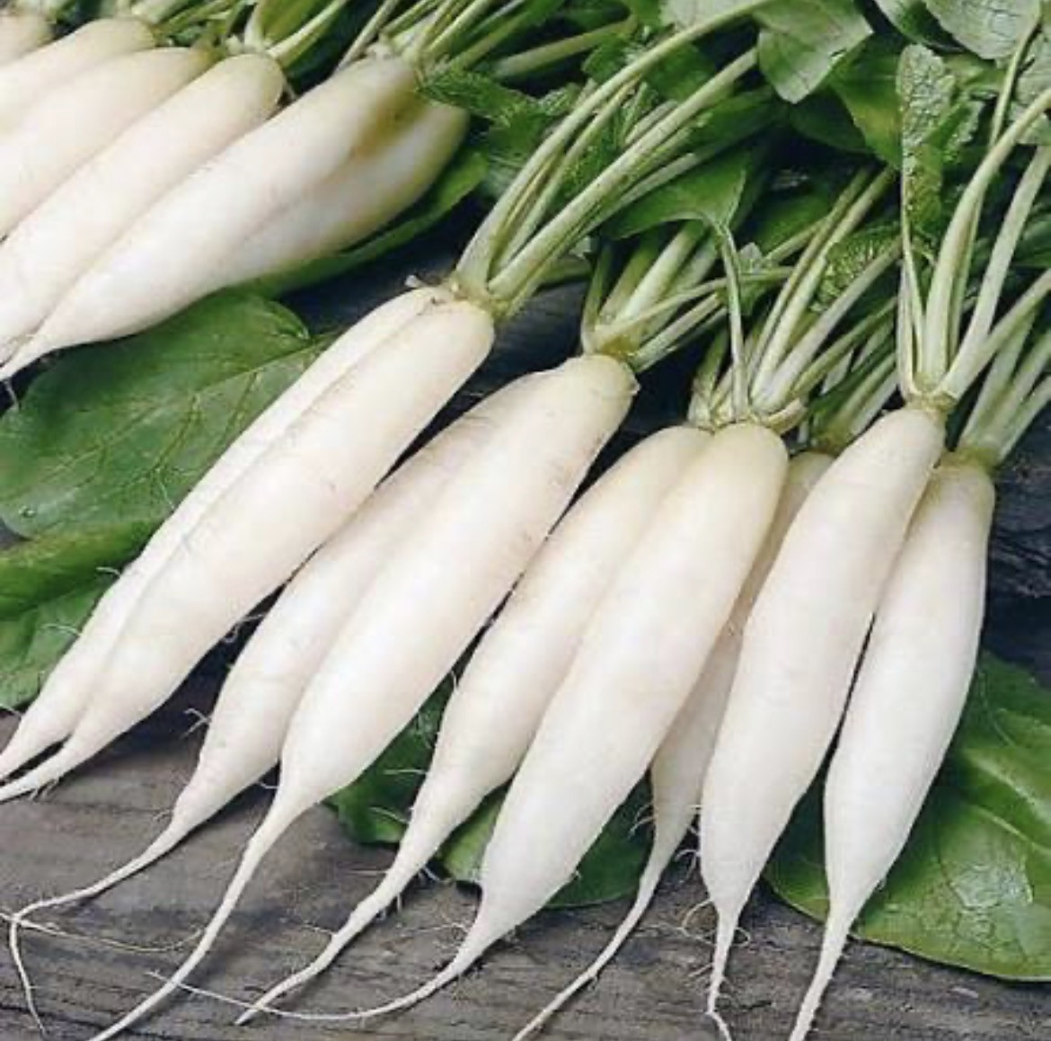 Radish (मूली)