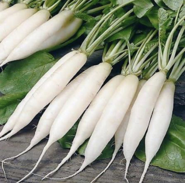Image of Radish (मूली)