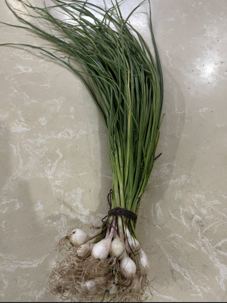 Image of Leaf Garlic RAW (कच्चा लहसुन)