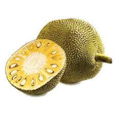 Jackfruit (कटहल)