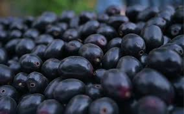 Image of Jamun (जामुन)