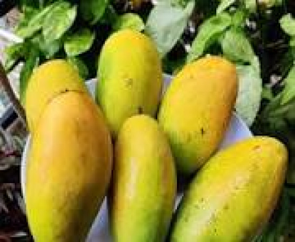 Image of Mango Dasheri