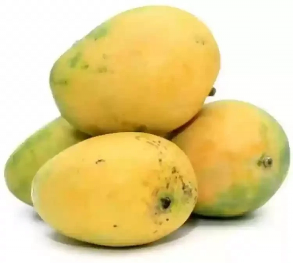 Image of Mango Safeda